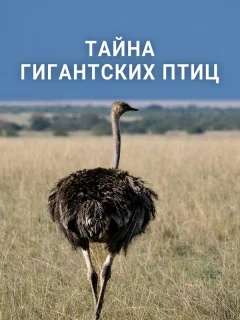 Тайна гигантских птиц